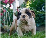 Small Photo #3 English Bulldog Puppy For Sale in NAPPANEE, IN, USA