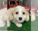 Small #1 Cavachon
