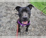 Small #5 American Staffordshire Terrier-Labrador Retriever Mix