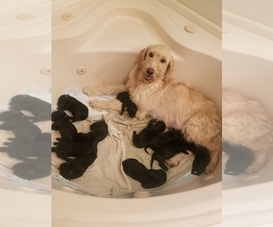 Mother of the Labradoodle-Labrador Retriever Mix puppies born on 10/12/2020