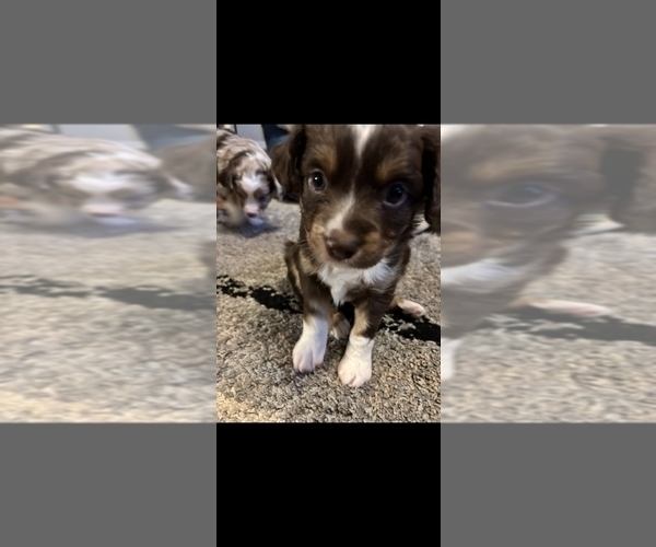 Medium Photo #1 Miniature Australian Shepherd Puppy For Sale in MOUNT JULIET, TN, USA