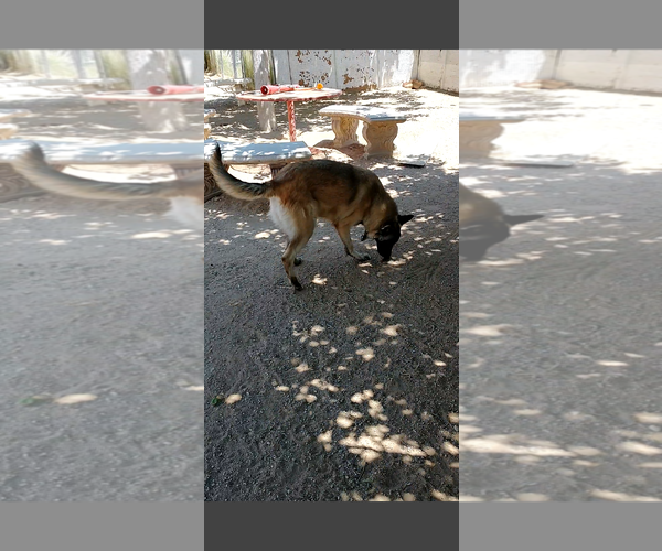 Medium Photo #8 Mutt Puppy For Sale in Apple Valley, CA, USA