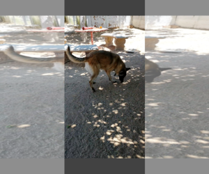 Lily - Female Mutt Dog for Adoption - Photo #8