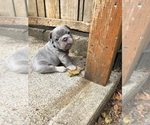 Puppy 5 French Bulldog