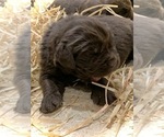 Small Photo #7 Newfoundland Puppy For Sale in MARENGO, WI, USA