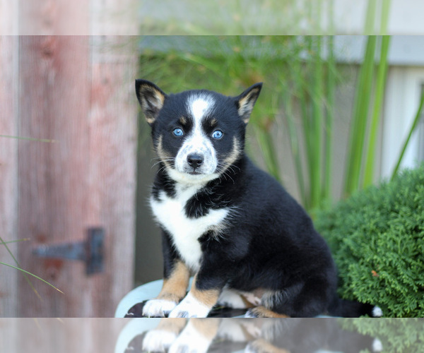 Medium Photo #2 Pomsky Puppy For Sale in GOSHEN, IN, USA