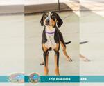 Small #1 Treeing Walker Coonhound Mix