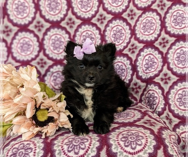 Medium Photo #5 Pomeranian Puppy For Sale in OXFORD, PA, USA