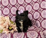 Small #4 Pomeranian