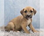 Small #5 Borador