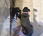 Small #2 Mutt