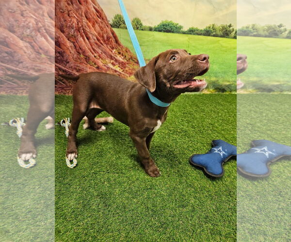 Medium Photo #2 Chocolate Labrador retriever-Unknown Mix Puppy For Sale in Euless, TX, USA