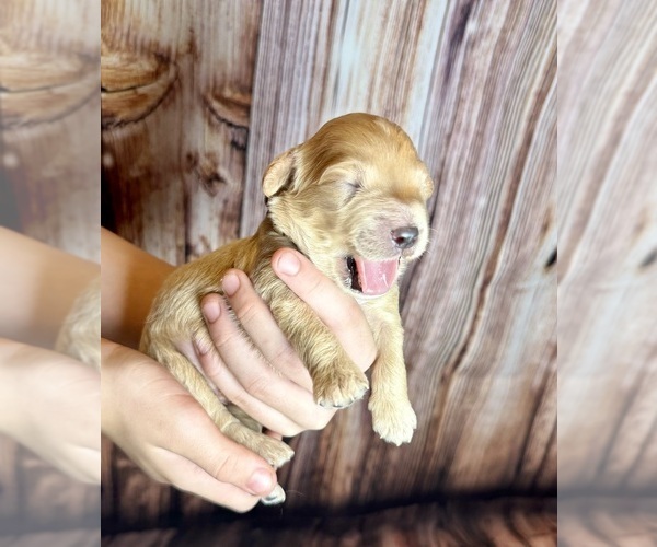 Medium Photo #35 Goldendoodle (Miniature) Puppy For Sale in HALTOM CITY, TX, USA
