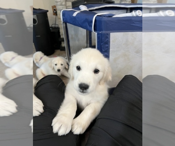 Medium Photo #10 Golden Retriever Puppy For Sale in WILTON, CA, USA
