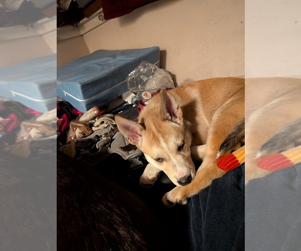 Medium Photo #1 American Pit Bull Terrier-Siberian Husky Mix Puppy For Sale in KENT, WA, USA