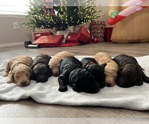 Poodle (Standard) Puppy for Sale in BAKERSFIELD, California USA