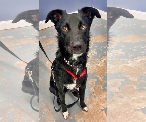 Medium Photo #9 Australian Shepherd-Unknown Mix Puppy For Sale in Minneapolis, MN, USA