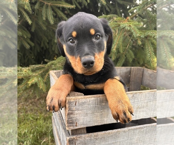 Medium Photo #5 Rottweiler Puppy For Sale in MIDDLEBURY, IN, USA