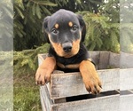Small #4 Rottweiler