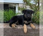 Small German Shepherd Dog