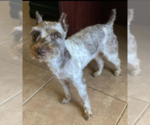 Small #3 Mutt