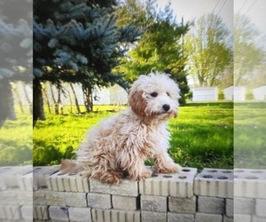 Poodle (Miniature) Puppy for sale in INDIANAPOLIS, IN, USA