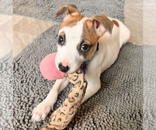 Medium Photo #5 Feist Terrier-Jack Russell Terrier Mix Puppy For Sale in Batavia, OH, USA