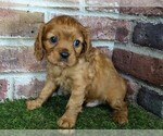 Small #11 Cavalier King Charles Spaniel
