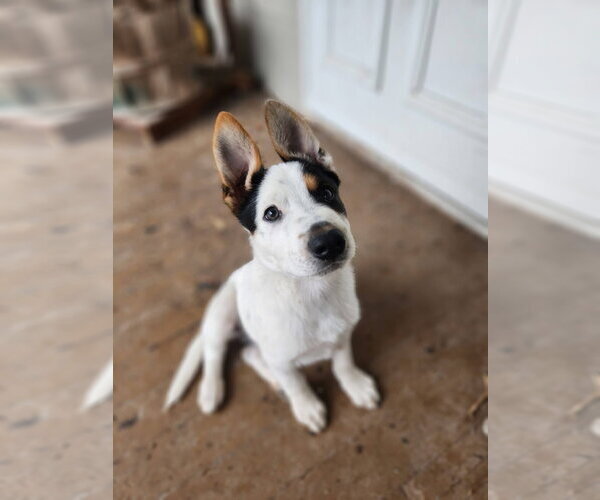 Medium Photo #2 Mutt Puppy For Sale in New London, WI, USA