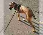 Small #3 American Mastiff-German Shepherd Dog Mix