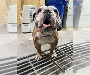 Bulldog Dogs for adoption in Stockton, CA, USA