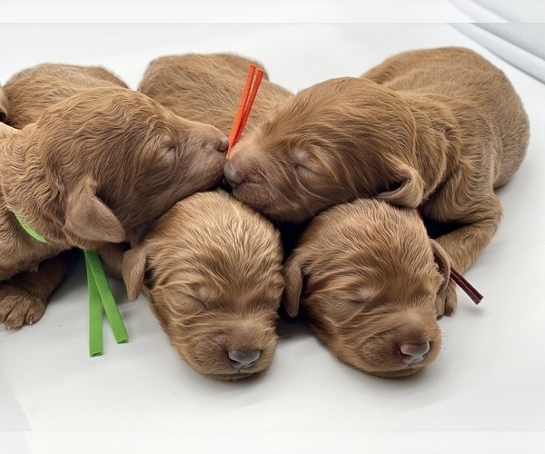 Medium Photo #2 Goldendoodle Puppy For Sale in KISSIMMEE, FL, USA