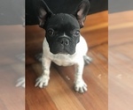 Small Photo #5 French Bulldog Puppy For Sale in PROVIDENCE, RI, USA