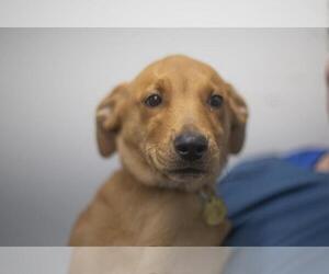 Labrador Retriever-Unknown Mix Dogs for adoption in Mountain Home, AR, USA