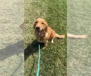 Mother of the English Cream Golden Retriever-Golden Retriever Mix puppies born on 06/10/2025
