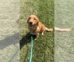 Small Photo #1 English Cream Golden Retriever-Golden Retriever Mix Puppy For Sale in AUSTIN, IN, USA
