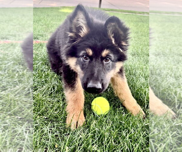 Medium Photo #3 German Shepherd Dog Puppy For Sale in Omaha, NE, USA