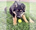 Small #2 German Shepherd Dog
