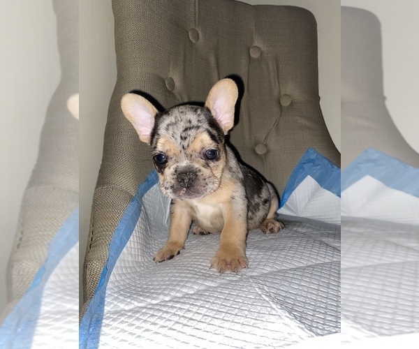 Medium Photo #5 French Bulldog Puppy For Sale in MONEE, IL, USA