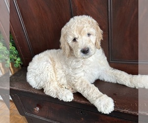 Goldendoodle mix (+ Poodle Standard) Puppy for sale in CHATEAUGAY, NY, USA