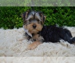 Small Photo #3 Yorkshire Terrier Puppy For Sale in HONEY BROOK, PA, USA