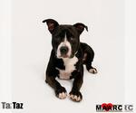 Small Photo #3 Mutt Puppy For Sale in Maryville, TN, USA
