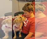 Small #1 Silky Terrier Mix