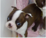 Puppy 2 Boston Terrier