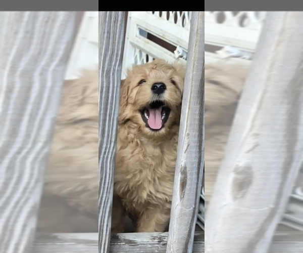 Medium Photo #4 Goldendoodle Puppy For Sale in RUSSELL, MA, USA