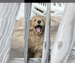 Puppy Pretty Boy Goldendoodle