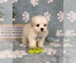 Small #1 Mal-Shi