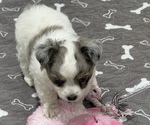 Small Photo #8 Chihuahua Puppy For Sale in MARCUS, IA, USA