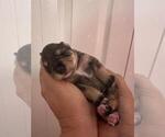 Small Photo #15 Schnauzer (Miniature) Puppy For Sale in LEHIGH ACRES, FL, USA