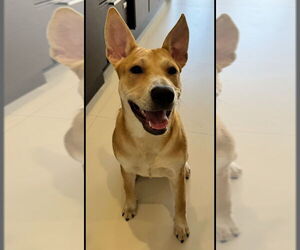 Foxy - Female Carolina Dog-Unknown Mix Dog for Adoption - Photo #3